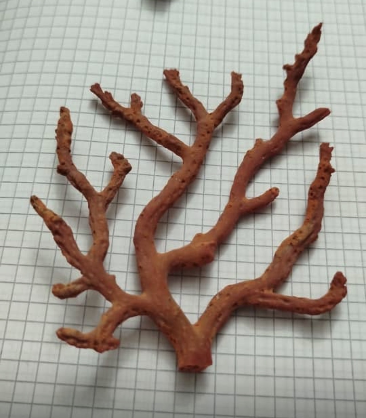 Coral, Mediterranean Sea — Algeria — source-documented specimen