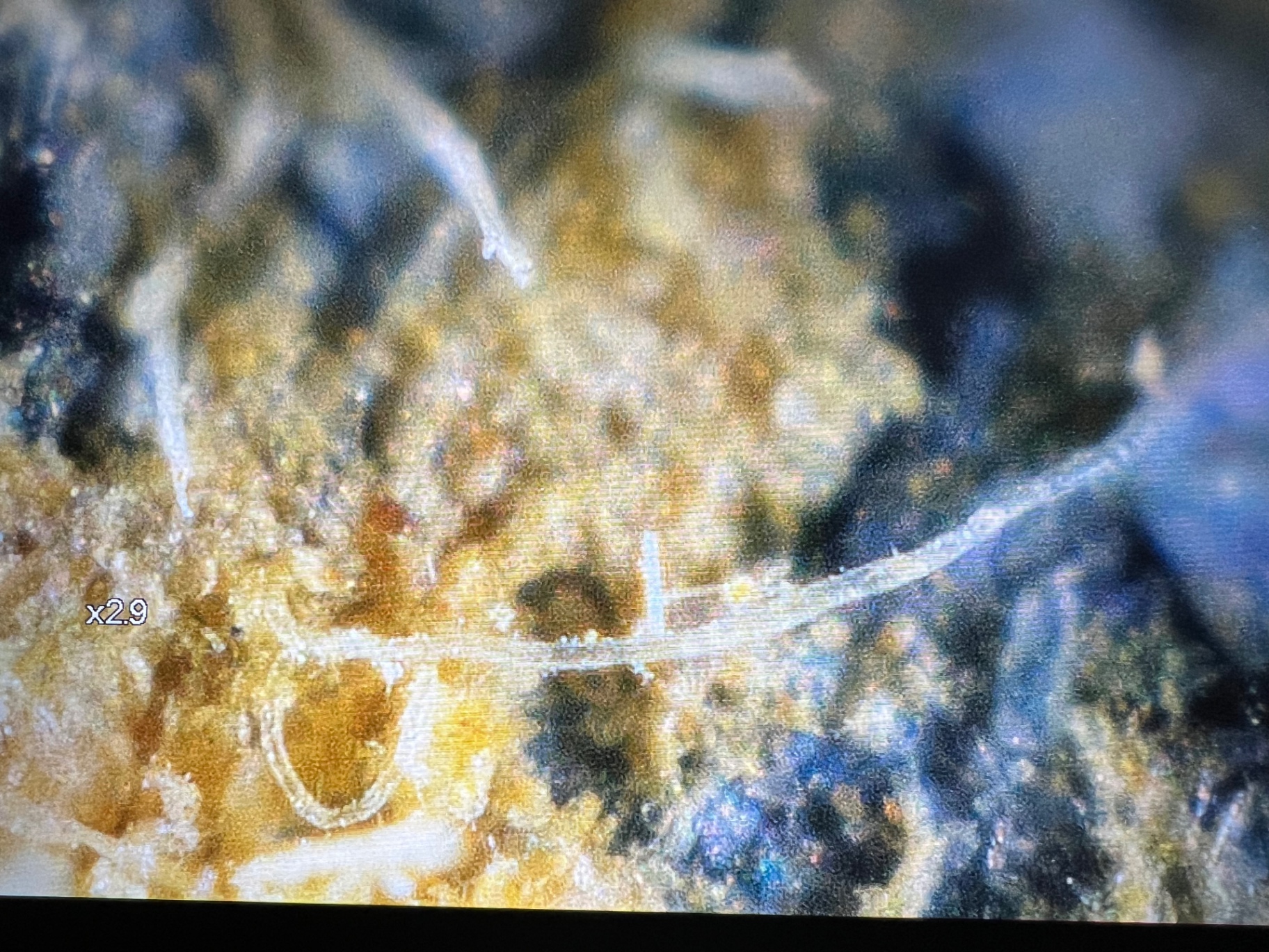 Lower-magnification microscopic overview of a graphitic section formerly surrounding an untreated rough diamond crystal