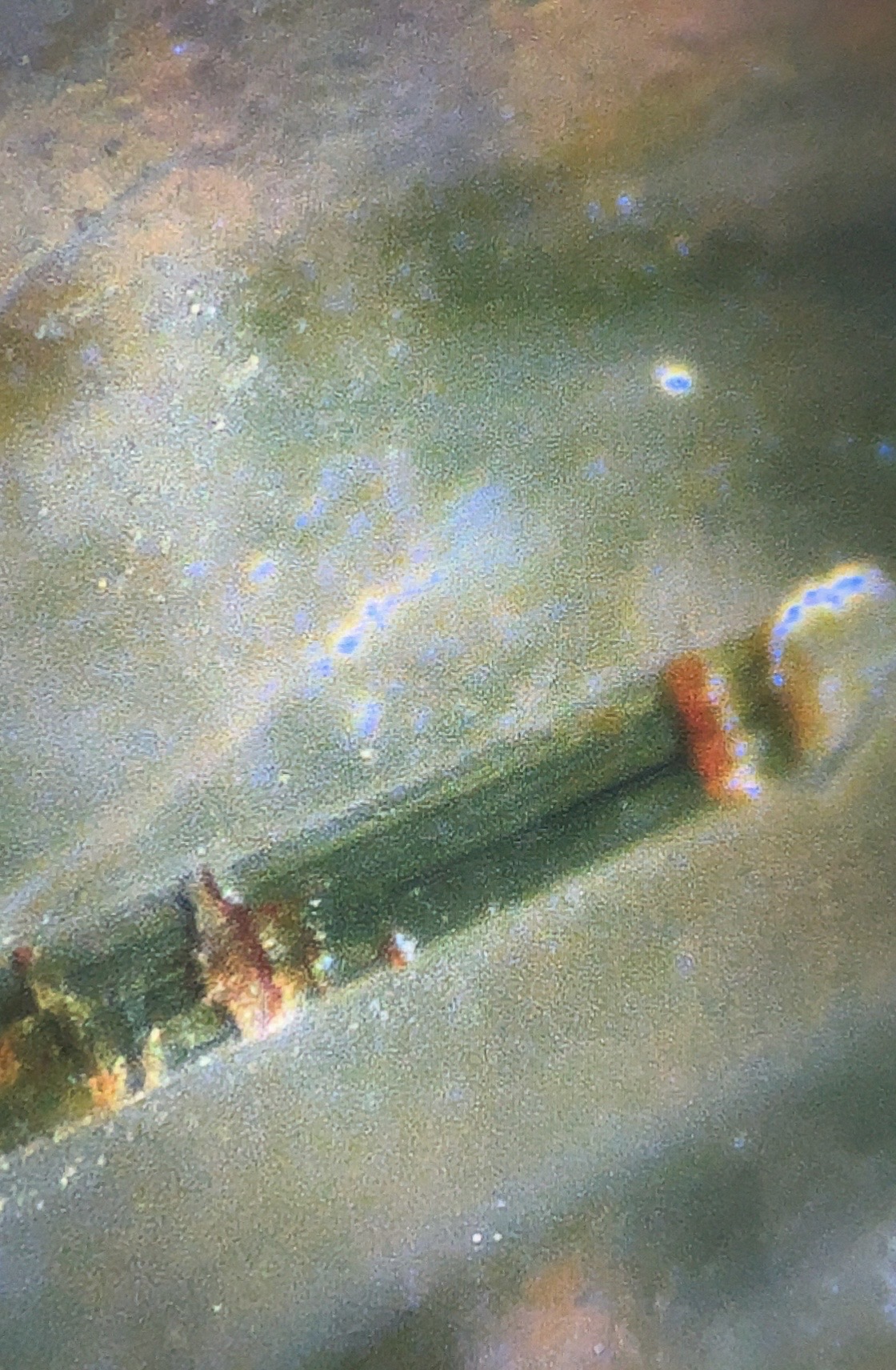 Close-up photomicrograph of an elongated green rutile crystal inside quartz