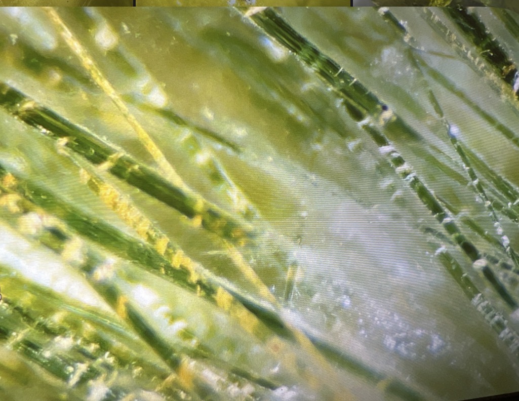 Microscopic view of elongated green rutile crystals distributed inside quartz
