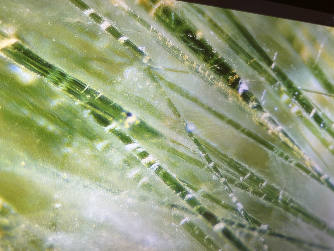 Microscopic Detail of Rutile in Quartz